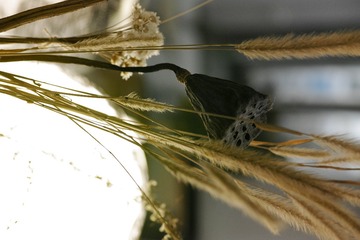 SDIM2721