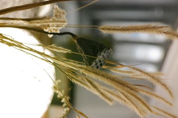 SDIM2722