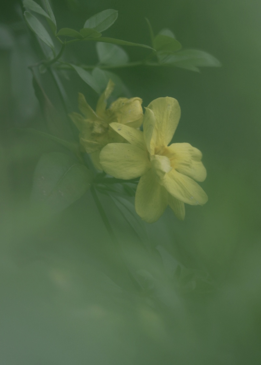 春水初生春林初盛春风十里不及你