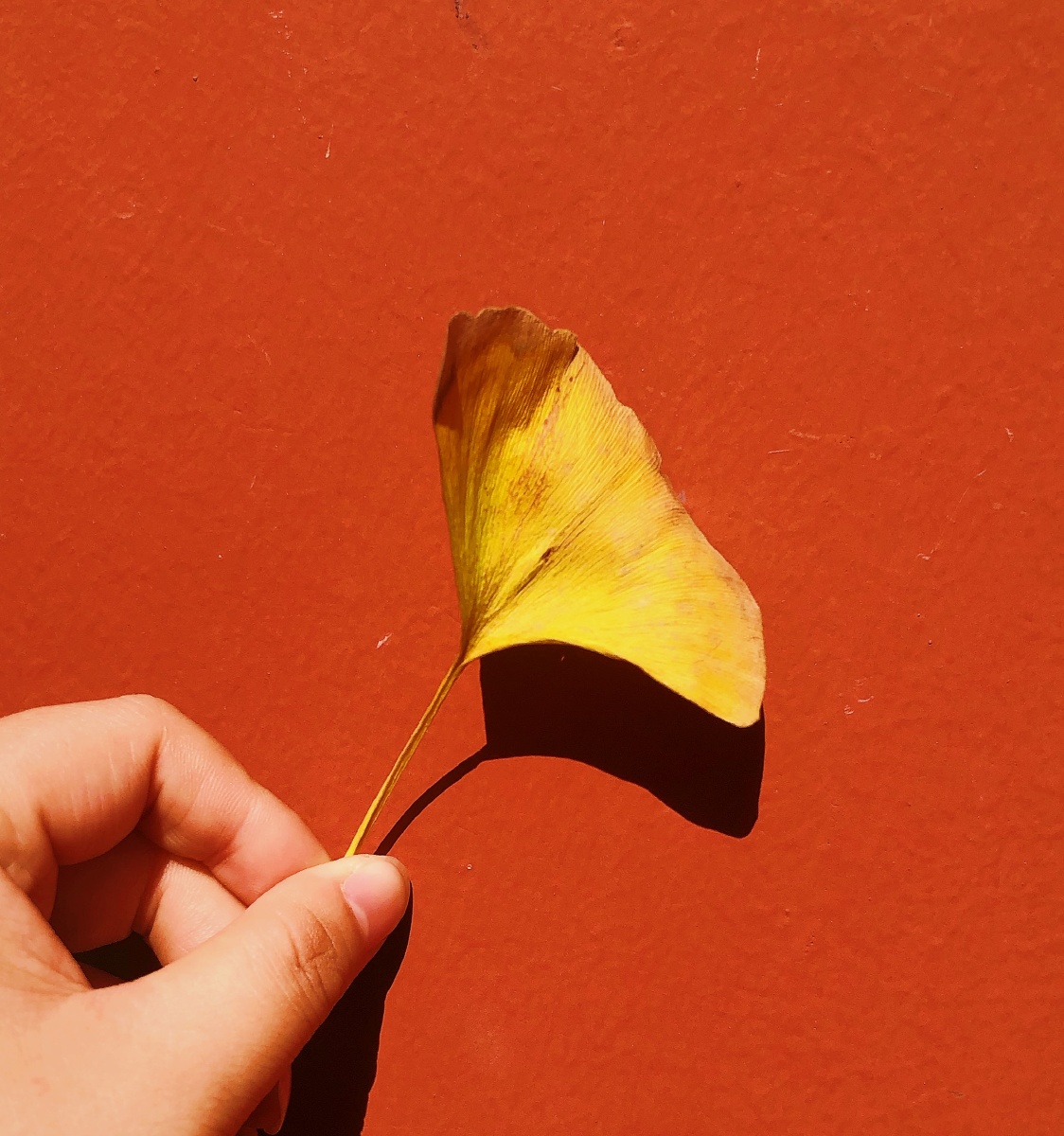 你是我的小星星M