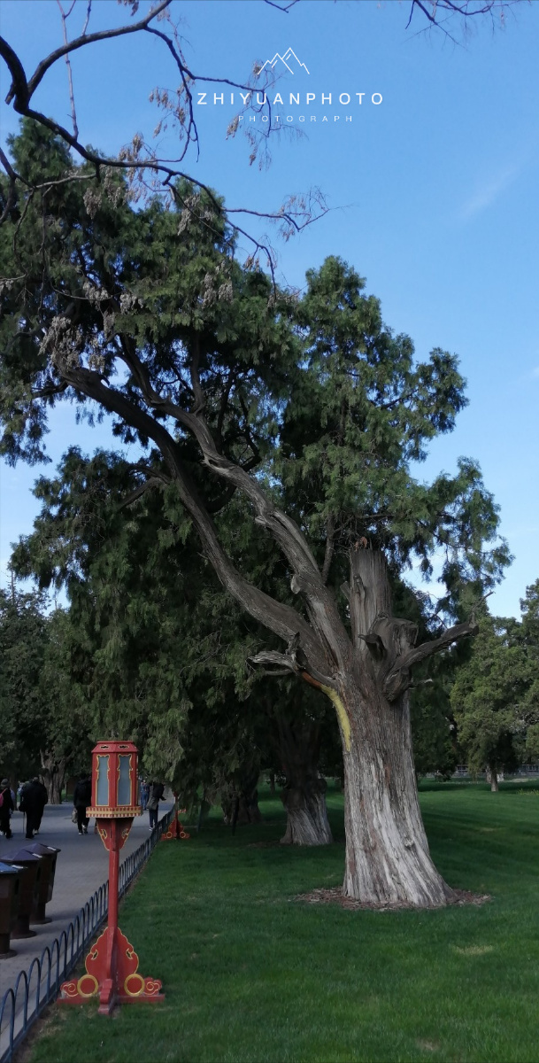 天坛·明,清时期的古柏 - 智猿治强 - 图虫