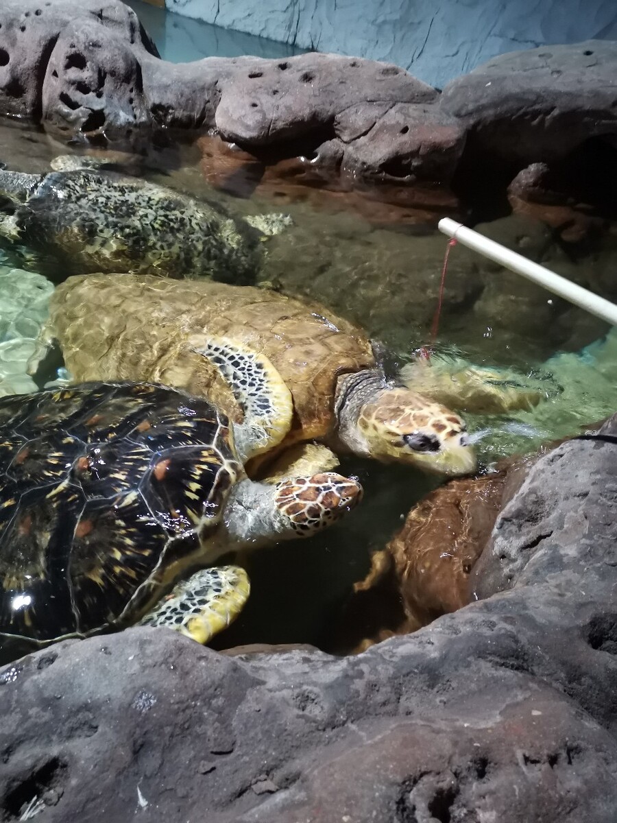 中山三龟养殖场,人工养龟有很多方式可选择因地制宜
