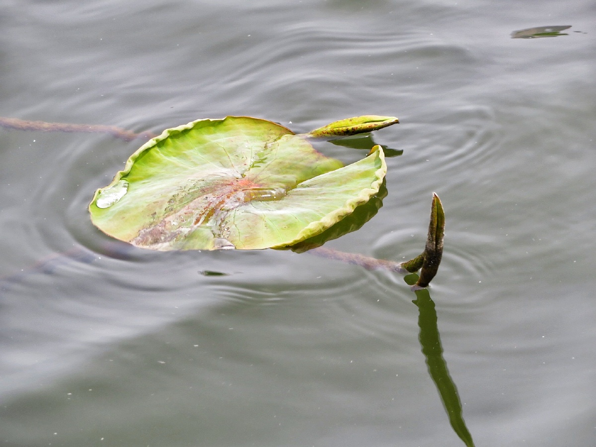 出水的荷叶