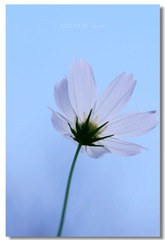 IMGP3112_