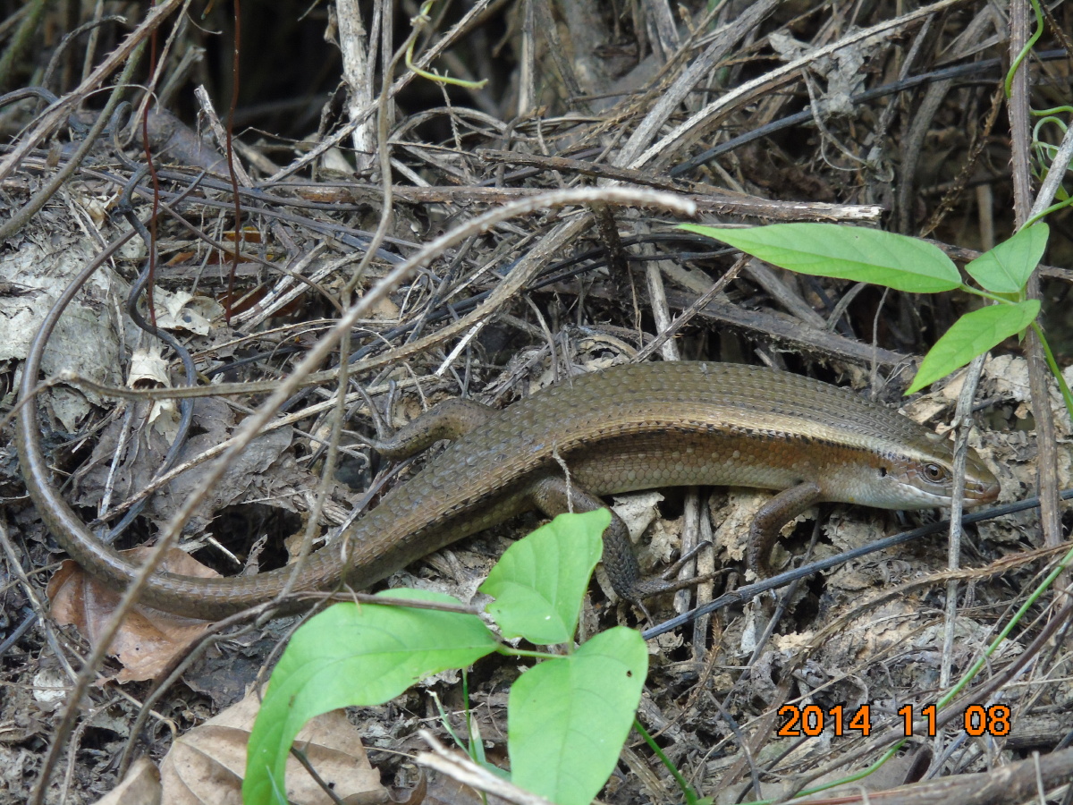 海南的冬天好温暖,晌午这只蜥蜴在路边的草丛中找小菜呢.