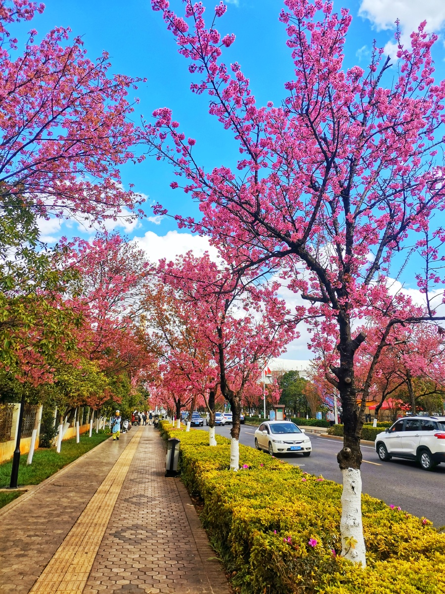 昆明红塔西路冬樱花