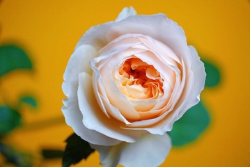 41AEA7AE-9CCD-4FD0-A2BA-8D754AFDD947/L0/001