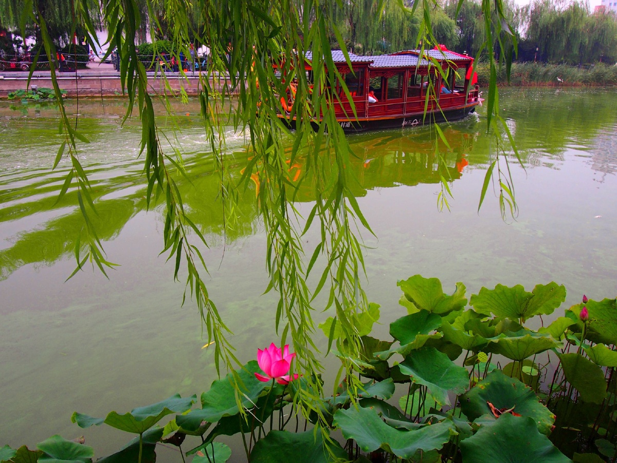 河南开封御河景色 【柳影荷艳游船行2】
