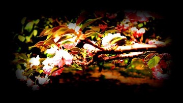 春天3【樱花】