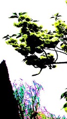 春天【樱花】