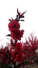 梅花争春