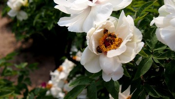牡丹【采蜜忙】