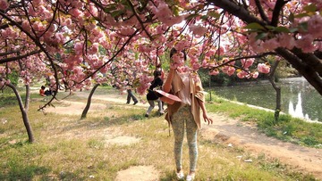 樱花【照像】