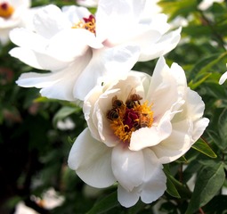 相依【牡丹花】