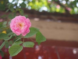 P1010004