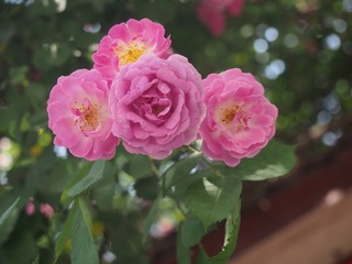 P1010005