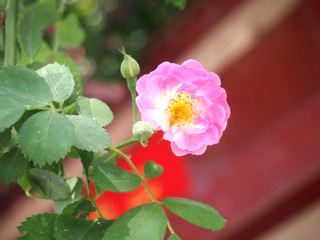P1010008