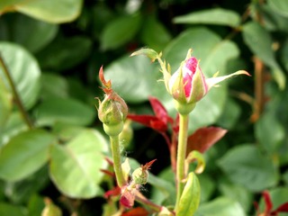 P1010301