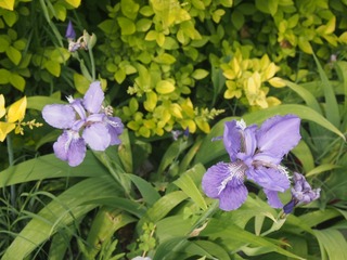 P1010334