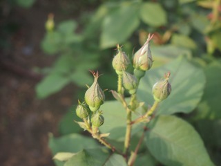 P1010550