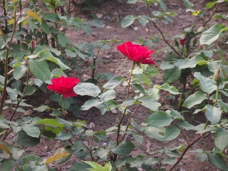P1010575