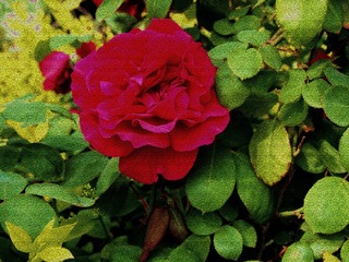 花的世界+1