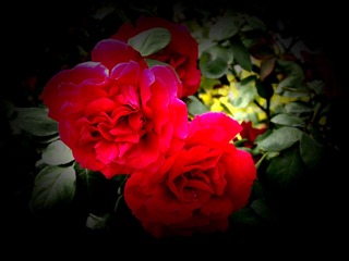 花的世界+2