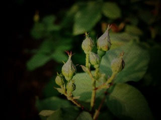 花的世界+4