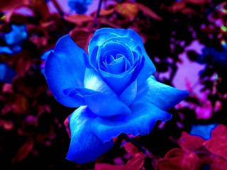 花的世界2_