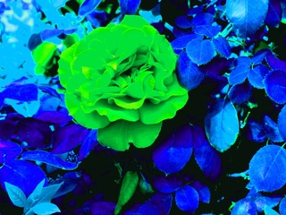 花的世界3_