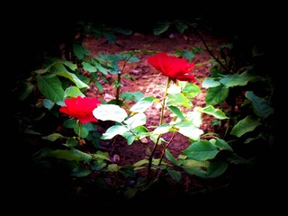 花的世界8