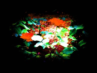 花的世界8_