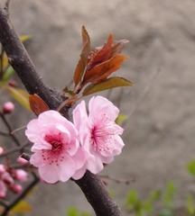 并蒂