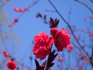 争艳5