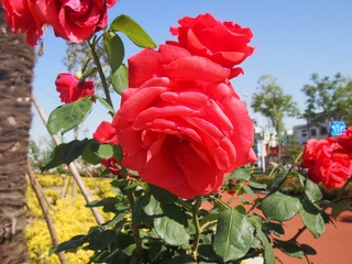 P1011490