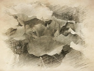 含苞待放1_meitu_1