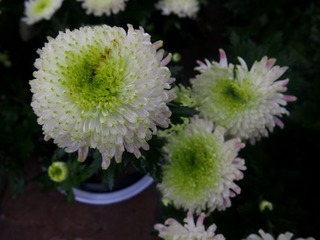 挣芳