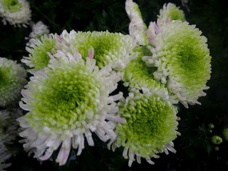 菊海2