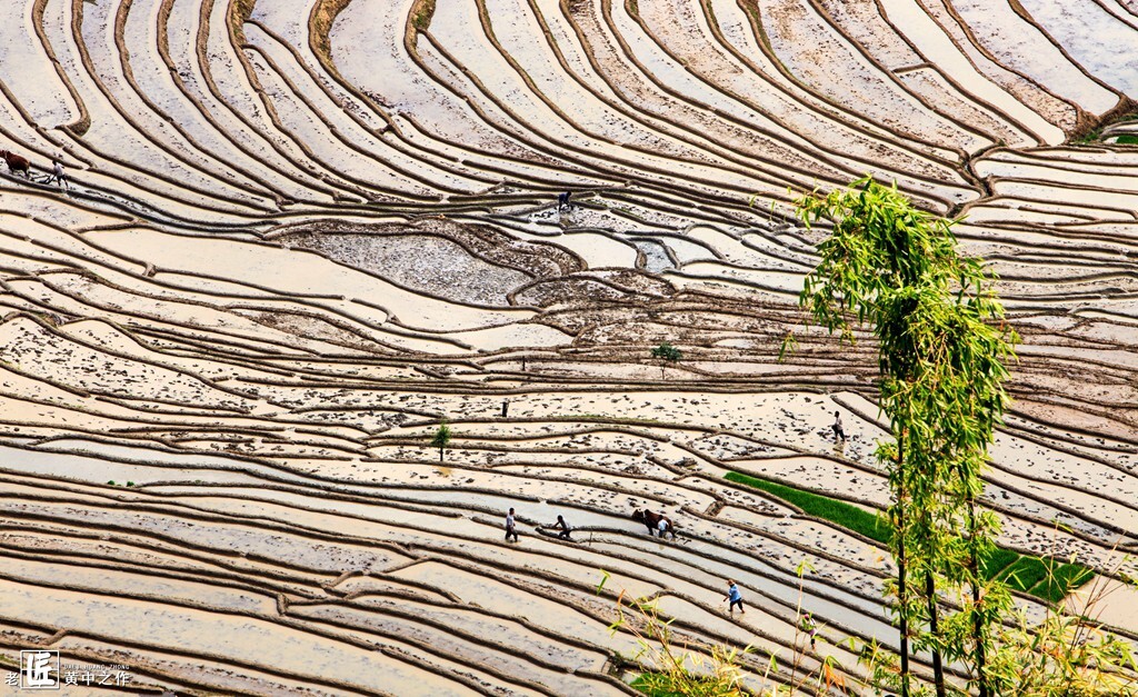哀牢山的梯田随山势地形变化,因地制宜,陡坡上一片片的梯田层层叠叠,弯弯曲曲。