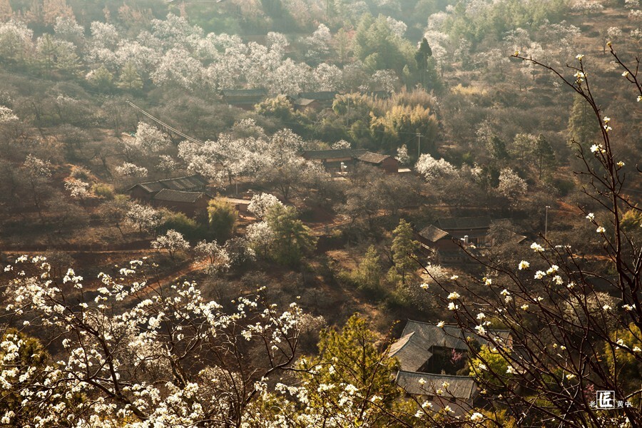 阳春三月梨花开,每年这时的双廊伙山村一带梨花似海,一朵朵梨花俏绽枝头,一簇簇、一片片梨花开满枝,白如雪带梨花映满整个山坡,点缀着这里春天的风景。
