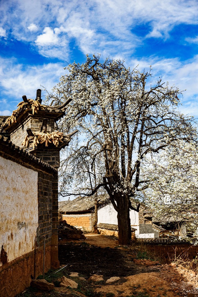 应县梨花村图片