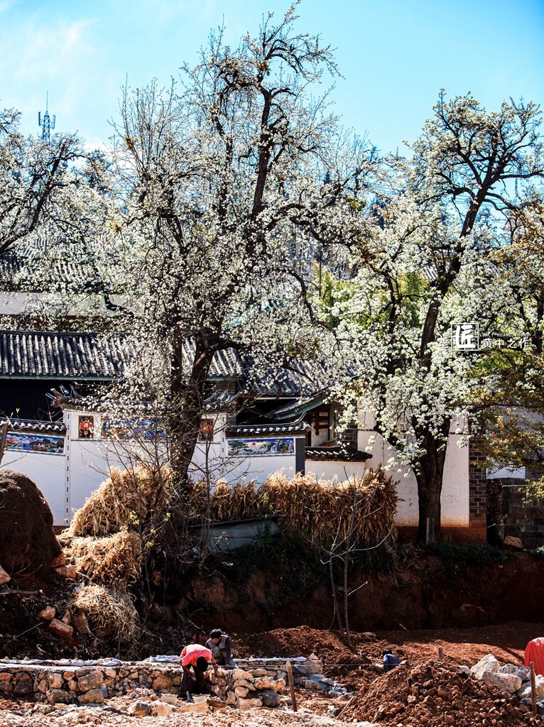 在松鹤村落中,古老高高的梨树上开满了梨花,一株株白色如雪,三三两两的花瓣散落在庭院中。梨花静静地开在墙头、屋顶以及屋后,开满层层叠叠的山坡上,点缀着这里春天的风景。