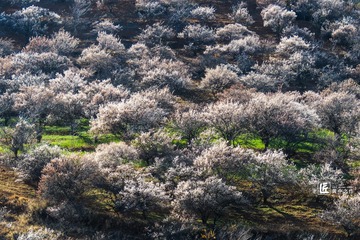 梅花山11