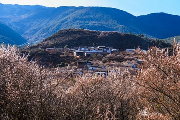 梅花山07