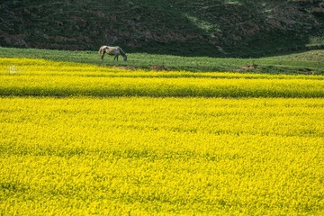 甘南油菜花11