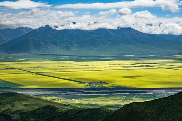 青海油菜花09