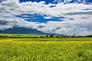 青海油菜花11