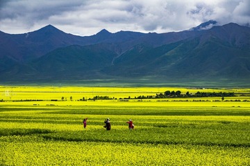 青海油菜花14