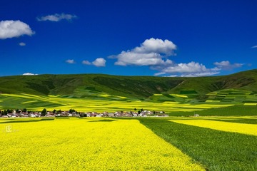 青海油菜花20