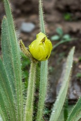 小花06